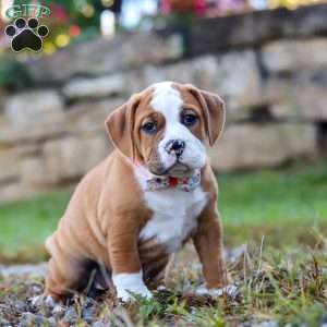 Miley, Beabull Puppy
